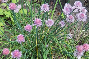 Chive cooking tips. Chive flowers in bloom. All about chives.